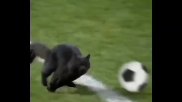 😍😍Wow funny cat play in football