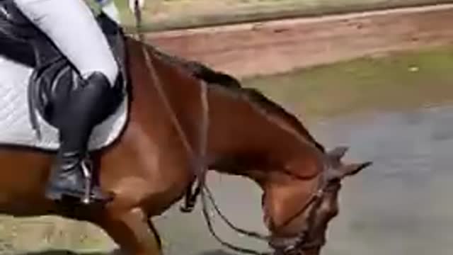 Funny ĥorse video