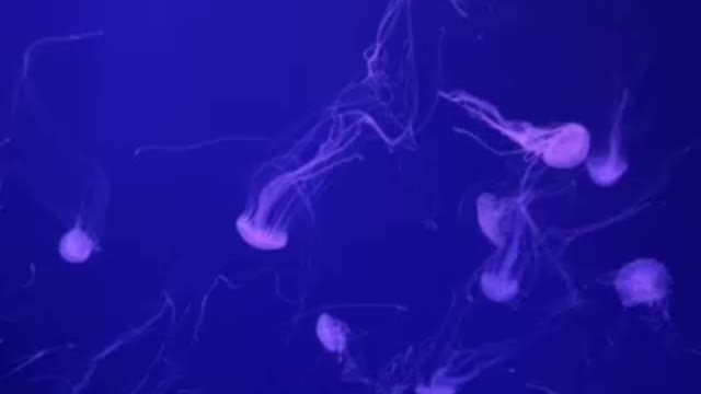 Jellyfish do ballet-dancing