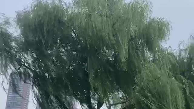 The willow tree blown by the wind is so beautiful