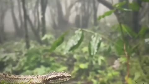 Wildlife in closer view with a natural perspective.