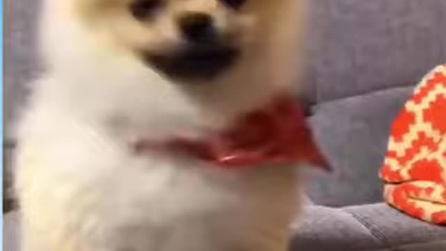 Dog Cute and Funny Reaction