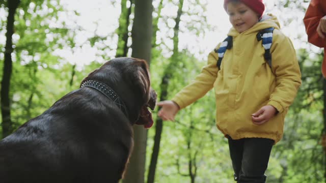 Dog Training boy