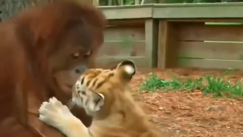 Mother monkey