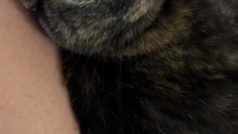 "Gremlin wants to speak to the manager 😤"