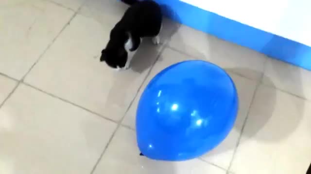 Cat vs big blue balloon..