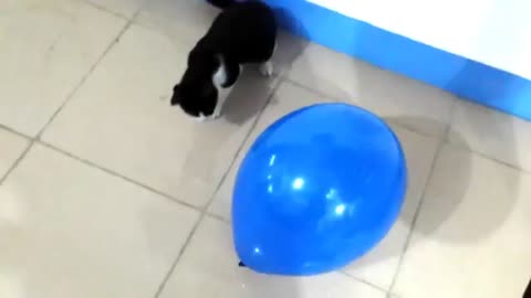 Cat vs big blue balloon..