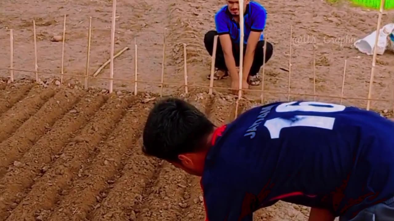 Rice plantation by DRS method, varietal trial