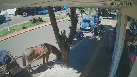 HORSE BITES A MAN WALKING ALONG THE SIDEWALK