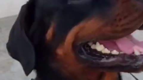 hahhahahafunny dogs