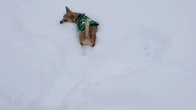 Small tan dog in green sweater tries to catch snowballs