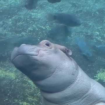 #babyhippo #babyanimals #animals #cute #zoo #fyp