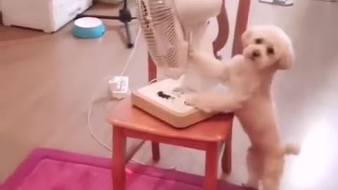 Smart dog
