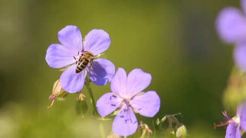 Honey bees on wild flowers in natural meadow in summer close-up, bright colors