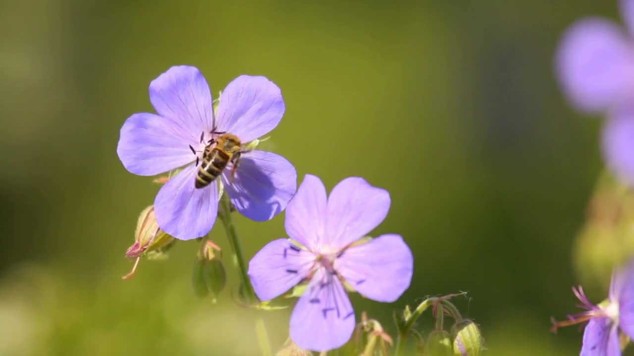 Honey bees on wild flowers in natural meadow in summer close-up, bright colors
