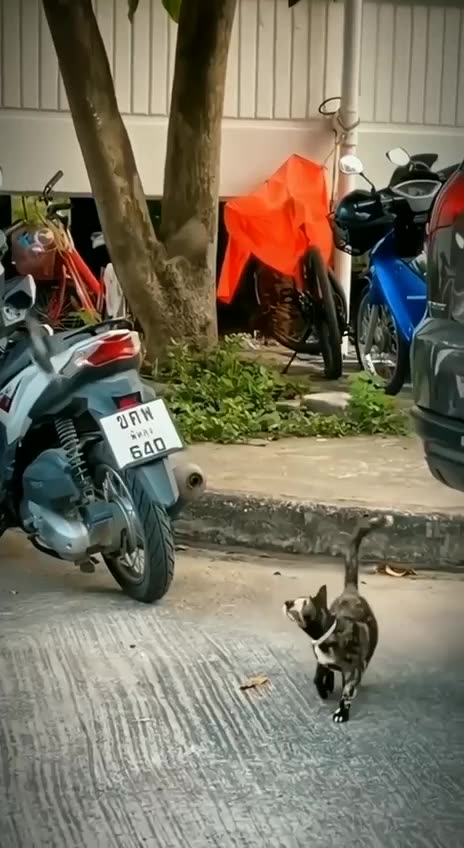 Birds give this cat a nightmare 😄 🐾