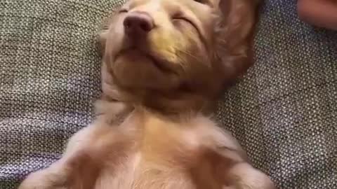 My Dog -Someone needed a nap
