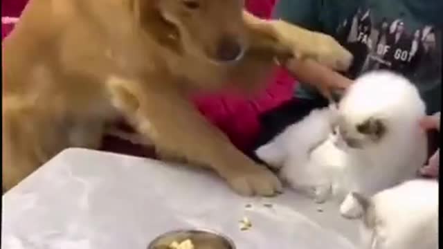 Try not to Laugh | Don't messed up wuth a jelous golden retriever