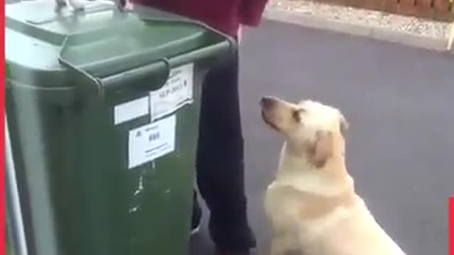 Jealous dog not happy that the Dad got a new pet....showing attitude