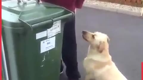 Jealous dog not happy that the Dad got a new pet....showing attitude