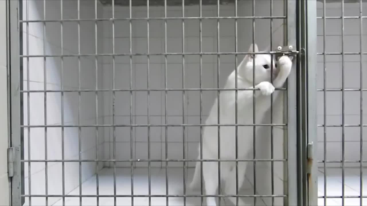 A clever cat is escaping from prison.