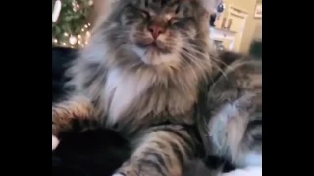 Extremely Hilarious Cats