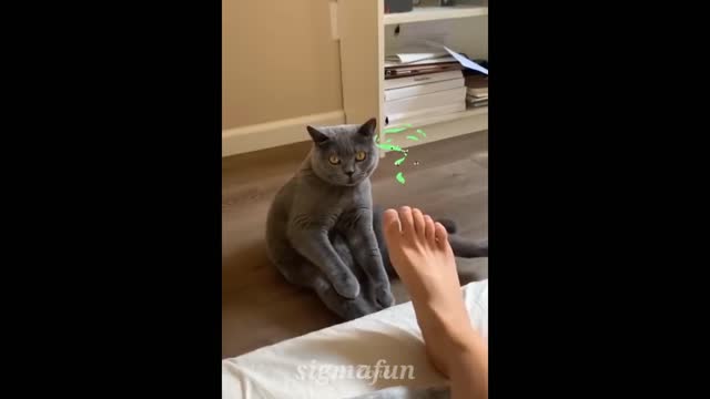 Cute cat funny video