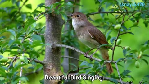 Wow beautiful bird singing🐦🐦🐦🌳🌳🌳🎶🎶🎶