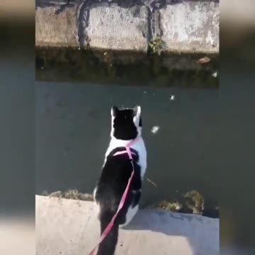 Cute Cat | cute pets funny animals