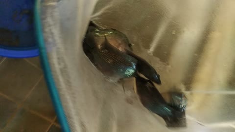FISH MOVE TO NEW PALACE