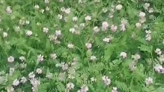 This patch of flowers is enjoying the breath of spring