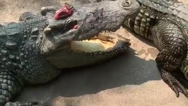 Food Lands on Predator's Face