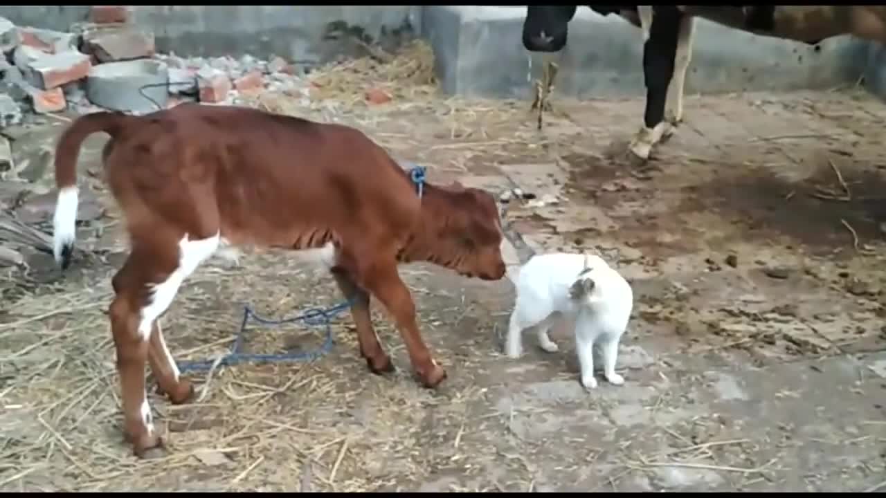 Cat Love With Cow and Cow's Babies