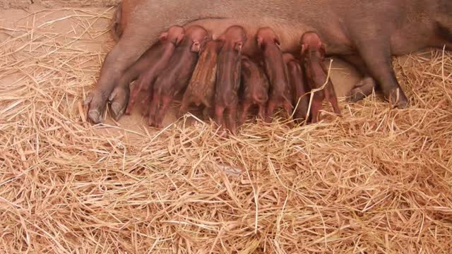 Baby wild boar breast milk from their mother.