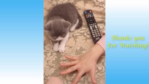 Funny And Cute Cat's Life (Part 11) Cats And Owners Are The Best