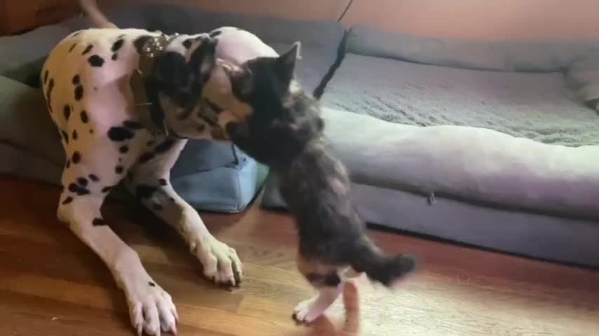 Rambunctious kitten plays with gentle Dalmatian friend