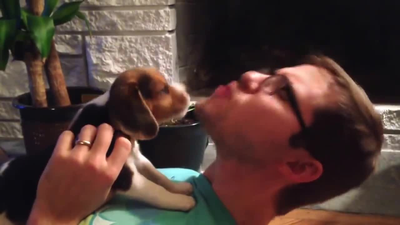 Beagle puppy learning to howl