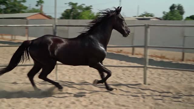 Black Stallion on run in the farm.