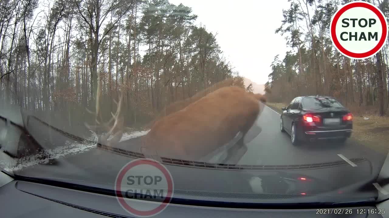 Deer jumping on car in highway