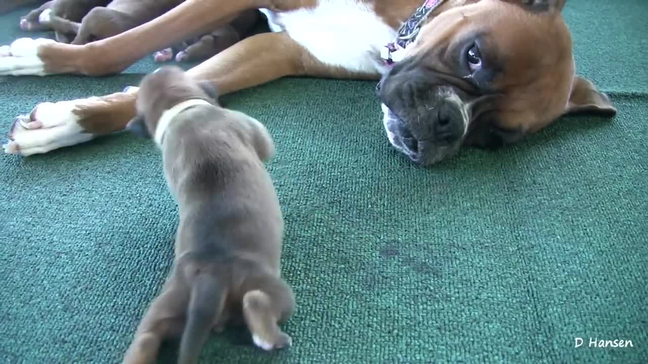 Boxer's Three-Day-Old Puppies (in HD)
