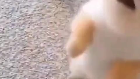 Cute and Funny Dog