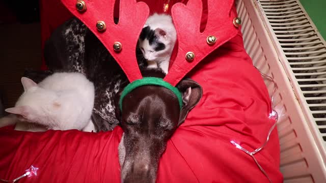 Cat gives massage to canine friend on Christmas