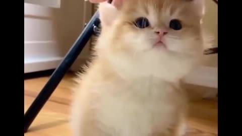 Cute and innocent animals