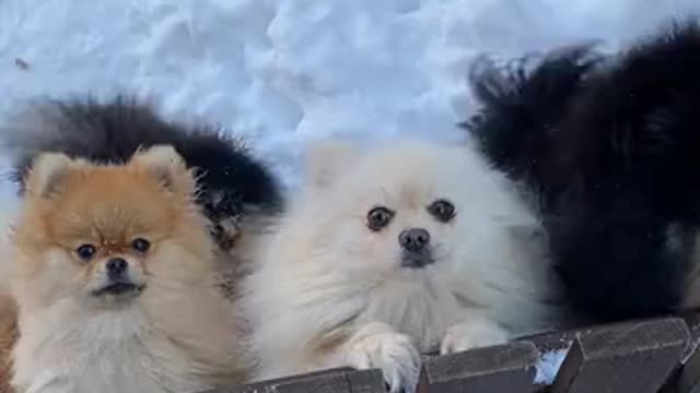beautiful dogs so existed to meet his owners