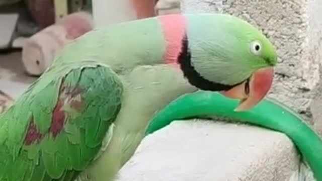 Best talking parrot