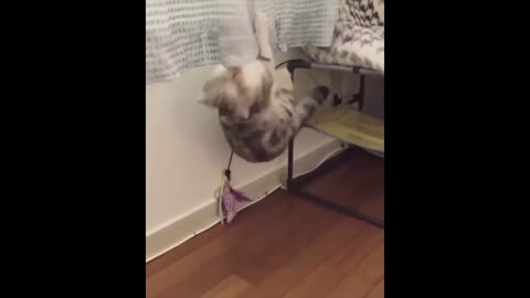 watch this funny cat compilation video