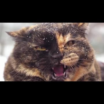 AWW CUTE BABY ANIMALS Videos Compilation cutest moment of the animals 2021 - Soo Cute! #37