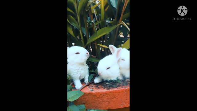 Rabbits video 🐇