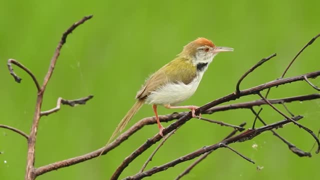 birds singing in nature, very good 🐦🐦