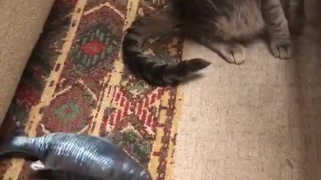 cat and fish toys